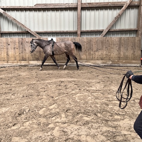 Reitcoaching Schweiz Longieren lernen